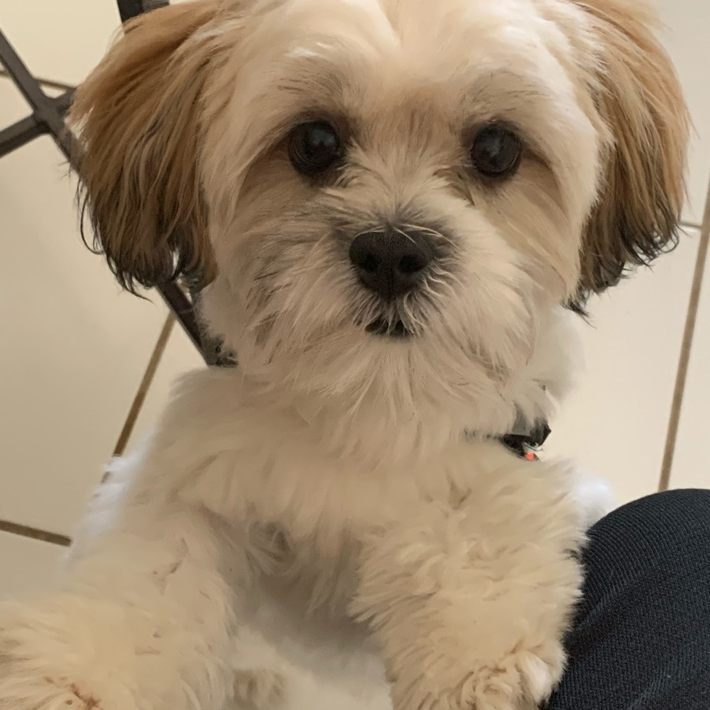 Meet your Posher, Lana